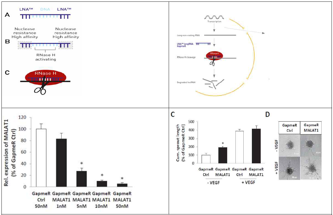 GapmeR 구조 모식도 (좌상)와 작용 기전 모식도 (우상). 질환모델에서 GapmeR 투여 이후 target lncRNA 감소 효과 (좌하), 이에 따른 혈관세포 증식을 본 연구 (우하)