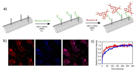 (a) CNT 표면 작용기와 rhodamine B 형광 분자의 결합. (b) cyc-ARM/CNT 혼성체가 처리된 HeLa cell의 confocal 데이터. (c) cyc-ARM 펩타이드 자기조립 구조체(빨강)와 cyc-ARM/CNT 혼성체(파랑)로 부터의 형광에 대한 FRAP 데이터