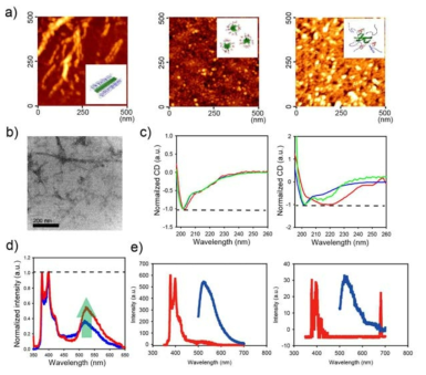 (a) lin-NES 펩타이드(왼쪽), cyc-ARM 펩타이드(가운데), 두 펩타이드의 공조립체(오른쪽)의 AFM 데이터. (b) lin-NES, cyc-ARM, CNT의 삼중 자기조립체의 TEM 데이터. (c) lin-NES 펩타이드(파랑), cyc-ARM 펩타이드(빨강), 두 펩타이드의 공조립체(초록)의 CD 데이터(왼쪽)와 lin-NES/CNT(파랑), cyc-ARM/CNT(빨강), 두 펩타이드와 CNT의 삼중 자기조립체(초록)의 CD 데이터(오른쪽). (d) 두 펩타이드의 공조립체(파랑)와 두 펩타이드와 CNT의 삼중 자기 조립체(빨강)의 형광 데이터. (e) CNT 결합 전(왼쪽)과 결합 후 분리해낸(오른쪽) 펩타이드들의 형광 데이터
