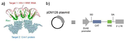 (a) RRE RNA/Rev 단백질/CRM1 단백질 결합체. (b) pDM128 plasmid