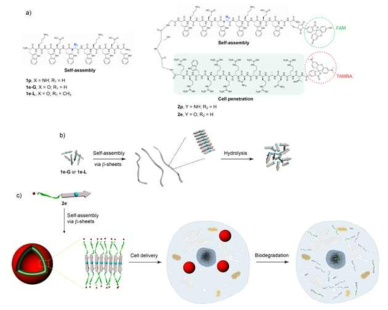 a) 분해 kinetics를 보기 위한 자기조립 뎁시펩타이드와 세포 내 침투를 위한 자기조립 뎁시펩타이드, b) kinetics 연구용 자기조립 뎁시펩타이드의 자기조립과 가수분해, c) 세포내 침투 자기조립 펩타이드의 자기조립과 가수분해