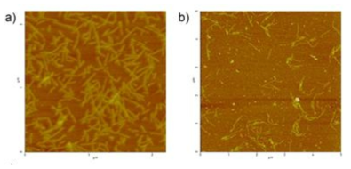 a) 대조군 펩타이드의 자기조립체 AFM　이미지, b) 글리콜산이 들어간 뎁시펩타이드의 자기조립체 AFM 이미지