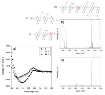 a) 5 mM NaOH에서 글리콜산 뎁시펩타이드 (30 μM)의 시간에 따른 CD 스펙트럼 변화, b) 50 mM NaOH에서 24시간 후 글리콜산 뎁시펩타이드의 MALDI-TOF MS 스펙트럼, c) 50 mM HCl 조건에서 2주 후 글리콜산 뎁시펩타이드의 MALDI-TOF MS 스펙트럼