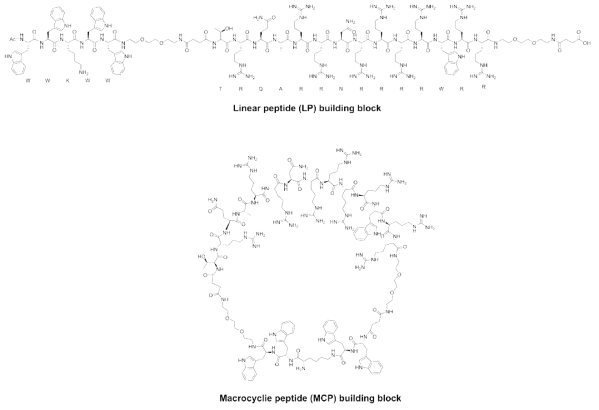 고리형 및 선형 기능성 인공 펩타이드