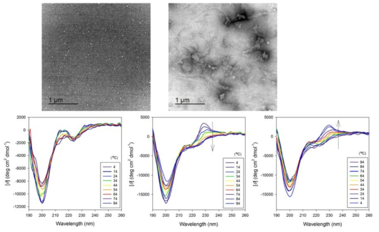 자기조립 된 인공소포체의 구조적 특성 (상단 : 온도별 CD 스펙트럼 (좌 : 선형 펩타이드, 4 ℃ → 94 ℃ / 가운데, 우 : 고리형 펩타이드; 가운데 : 4 ℃ → 94 ℃, 우 : 94 ℃ → 4 ℃), 하단 : 선형 펩타이드 구성 인공소포체의 투과전자 현미경 이미지 (좌 : 2 μM / 우 : 5 μM))
