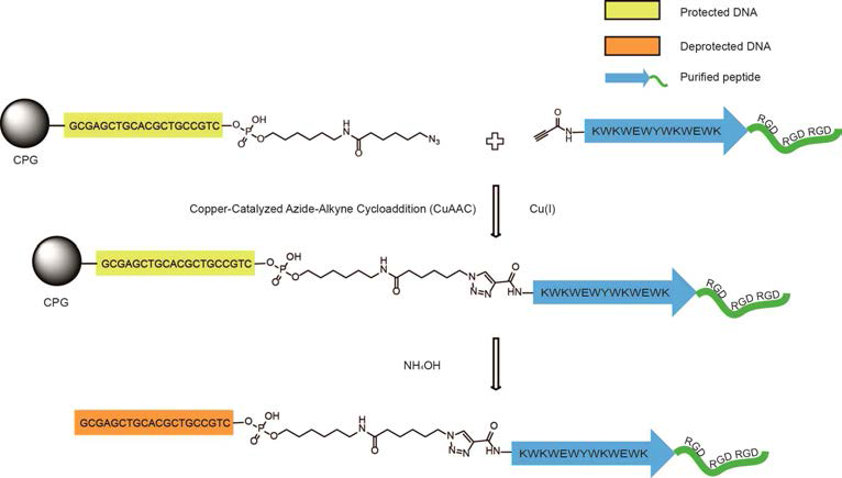 고상 단편 축합 방법(Solid phase fragment conjugation)을 이용한 DNA-펩타이드의 합성 모식도