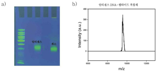 a) Urea-PAGE를 통해 안티센스-펩타이드 복합체와 센스-펩타이드 복합체를 성공적으로 정제함, b) 정제 및 분리한 안티센스-펩타이드 복합체에 대해 MALDI-TOF를 이용한 질량 분석