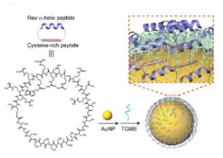 고리형 펩타이드-금나노입자 나노구조체의 자기조립을 통한 복합화