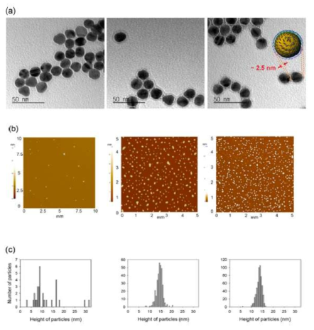 펩타이드-금나노입자 나노구조체의 크기 분석. (왼쪽) 일반 금나노입자, (가운데) 선형 펩타이드-금나노입자 나노구조체, (오른쪽) 고리형 펩타이드-금나노입자 나노구조체, (a) TEM 데이터 이미지, (b) AFM 데이터 이미지, (c) AFM 데이터 분석을 통한 입자 크기별 입자 수 분포도