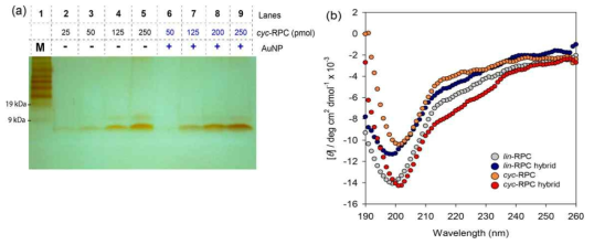 (a) 펩타이드/금나노입자 결합 비율 계산을 위한 SDS-PAGE 실험 , (b) 독립된 선형/고리형 펩타이드와 금나노입자에 결합된 선형/고리형 펩타이드의 CD spectra