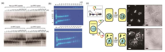 (a) (상) 고리형 펩타이드와 고리형 펩타이드-금나노입자 나노구조체, (하) 선형/고리형 펩타이드-금나노입자 나노구조체의 단가 결합 양상 차이를 보이는 EMSA 실험, (b) (상) 선형 펩타이드-금나노입자 나노구조체, (하) 고리형 펩타이드-금나노입자 나노구조체의 다가 결합 양상 차이를 보이는 EMSA 실험, (c) (상) RRE RNA만 발현된 세포, (하) RRE RNA와 Rev protein이 발현된 세포에서의 고리형 펩타이드-금나노입자 나노구조체를 이용한 세포 내 결합 관찰 실험