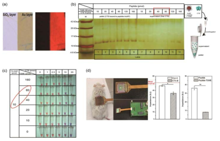 (a) SiO2 층과 금 박막 층에 부착된 형광 펩타이드, (b) SDS-PAGE를 이용한 펩타이드-콜레라 독소 간 결합 비율 확인, (c) 금나노입자에 부착된 펩타이드/TGME의 비율 조절을 통한 콜레라 독소 결합 정도 확인, (d) 하이브리드 센서 소자를 이용한 콜레라 독소 선택적 검출 양상