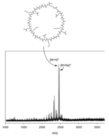합성된 고리형 펩타이드의 MALDI-TOF MS 스펙트럼