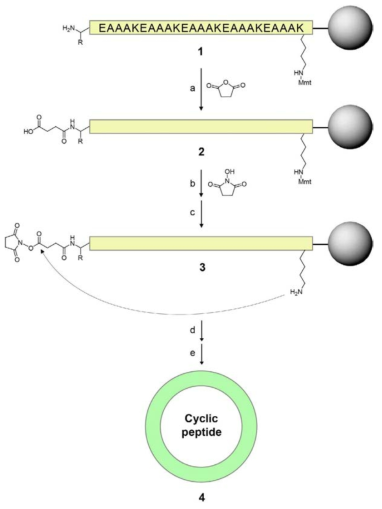 사전 활성화 합성방법을 이용한 고리형 펩타이드 합성법 (a) 선형 펩타이드의 succinylation (b) N-하이드록시석신이미드와 결합 (c) lysine의 Mmt(Monomethoxytrityl) protecting group 제거 (d) lysine의 아민기와 N-하이드록시석신이미드의 반응으로 고리화 진행 (e) 고리형 펩타이드의 정제를 위해 resin을 제거