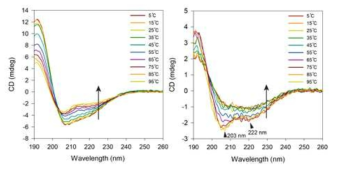 온도에 따른 bis-AAm p53의 helicity 변화 (왼: bis-AAm p53 펩타이드, 오: bis-AAm p53 고분자 복합체)