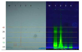 형광표지 펩타이드-고분자 복합체 SDS-PAGE 결과 (왼쪽: 자연광, 오른쪽: UV)