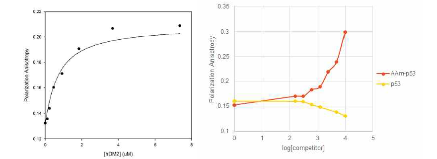hDM2 단백질과의 FP 시험 (왼쪽: p53-hDM2 결합, 오른쪽: competition)