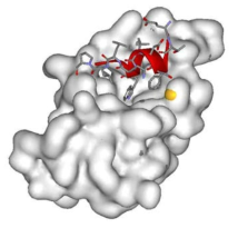 Protein-protein interaction surface, which is wide and shallow. Crystal structure of p53-MDM2 complex. p53 (red), MDM2 (gray). PDB ID: 1YCQ