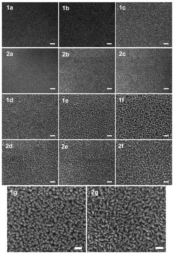 SEM image. [(1a)–(1g)] undoped 및 [(2a)–(2g)] Si 기판위에 140℃ 에서 성장된 F-doped ZnO films; various numbers 의 ZnO 또는 ZnO:F ALD cycles: (1a) ZnO(20), (1b) ZnO(50), (1c) ZnO(100), (1d) ZnO(200), (1e) ZnO(300), (1f) ZnO(600), (1g) ZnO(1200), (2a) ZnO:F(20), (2b) ZnO:F(50), (2c) ZnO:F(100), (2d) ZnO:F(200), (2e) ZnO:F(300), (2f) ZnO:F(600), 및 (2g) ZnO:F(1200)