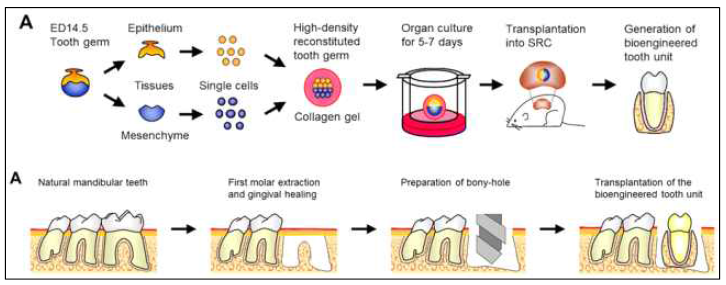 Bio-engineered Tooth는 미래지향적이지만 대동물 모델 등을 활용한 독성 및 유효성 시험 등의 추가 연구 필요하고 임상에 신속히 반영되기는 어려움