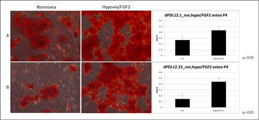 Hypoxia/FGF2 처치에 의한 dPDLSCs의 osteogenic differentiation 효과. 4주간 osteogenic differentiation 유도함