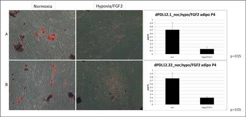 Hypoxia/FGF2 처치에 의한 dPDLSCs의 adipogenic differentiation 효과. 2주간 adipogenic differentiation 유도함