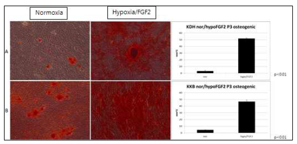 Hypoxia/FGF2 처치에 의한 hPDLSCs의 osteogenic differentiation 효과. 4주간 osteogenic differentiation 유도함