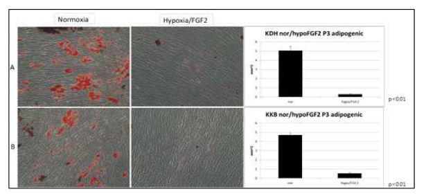 Hypoxia/FGF2 처치에 의한 hPDLSCs의 adipogenic differentiation 효과. 2주간 adipogenic differentiation 유도함