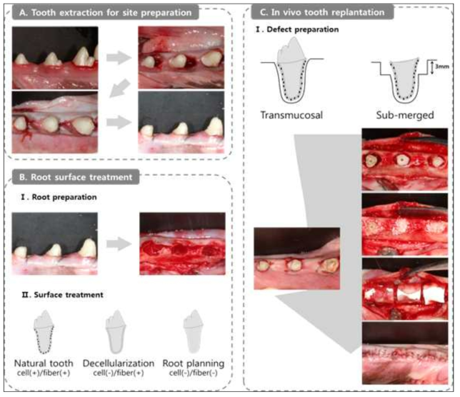 본 연구에서 사용된 치아 재이식 실험의모식도 : dog 치아의 발치 후 3가지 처치(natural pristine tooth, decellularixation, root planning)후 다시 치조골에 재이식하였음. Transmucosal model과 sub merged model 두 가지 방법으로 진행하였음. 파괴된 발치와를 재현하기 위해 발치와 상부에 골삭제를 시행하였고 골이식과 차단막을 설치하였음