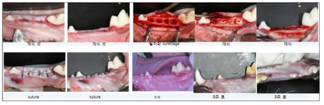 치아 재식( dog tooth transplantation) 실험의 예 : 발치 후 치아에 배양된 세포를 처치 후 사진과 같이 재이식 실험을 진행함. 치아 재이식 직전 발치 Defect를 다음과 같이 처치하고 이식함. 8주간 치유 시킨 후 실험동물 희생하고 조직학적 분석 시행함