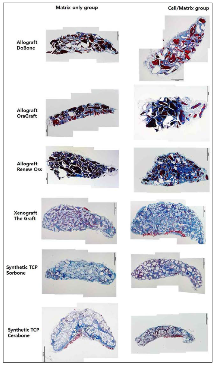 서로 다른 matrix 특성에 따른 ABMSC의 in vivo differentiation 특성에 대한 조직학적 평가