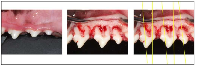 개선된 Periodontal defect model(Bony dehiscence defect model)의 개발 및 유효성 평가 : 기존의 dehiscence defect 및 다른 형태의 periodontal defect model이 가지는 장단점을 고려하여 본 과제에서 개선된 dehiscence defect를 제시하고자 하였다. complicated space making이 예상되므로 이식되는 재료 자체의 regenerative potential을 객관적으로 평가할 수 있을 것이라 사료된다. 조직학적 분석은 노란색선으로 나타낸 방향으로 설정하였음