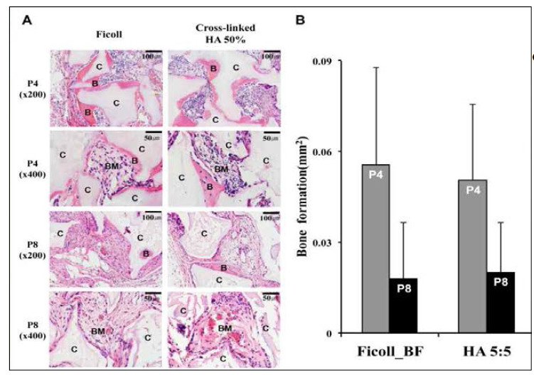 in vivo ectopic tissue regeneration을 상호 비교 분석함. P4 및 P8 단계에서 배양된 세포는 두가지 방법에 의해 비슷한 조직 재생능을 보임