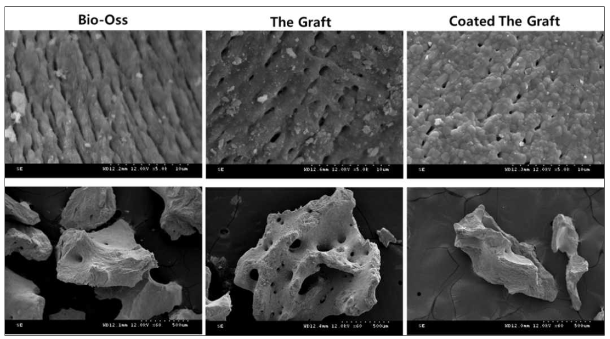 Ca 이온 미세환경이 조성된 coated The Graft의 SEM 분석 : 본 연구 과제를 통하여 직접 제조되었고 macropore와 micropore의 변형이 유도된 것을 확인할 수 있음