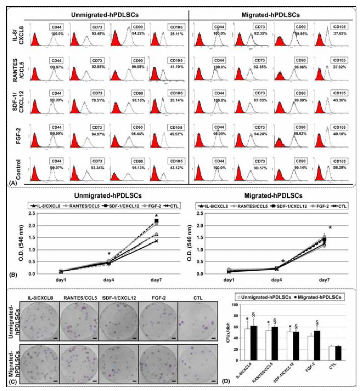 각 이동된 치주인대 줄기세포의 생물학적 특성을 규명함. 기존 mesenchymal stem cells marker를 이용하여 특성 분석을 하였고 MTT 방식으로 세포 증식을 분석함. 이동된 치주인대 줄기세포의 증식성이 유의하게 증가되어있었음. CFU 분석에서 각 군별로 이동된 치주인대 줄기세포의 CFE가 향상되어 있고 각 염증성 chemokine에 의해 유도되는 세포들의 CFU는 control보다 향상되어 있음. 염증성 chemokine의 역할을 예상할 수 있음