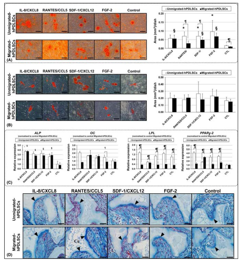 in vitro 및 in vivo assay : 각 이동된 치주인대줄기세포의 생물학적 분화 특성을 기존의 알려진 방법에 의해 분석함. RANTES에 의해 이동된 치주인대 줄기세포는 osteogenic differentiation이 낮고 adipogenic differentiation이 보다 향상되어 있음. ectopic transplantation model을 이용한 in vivo assay에서 RANTES에 의해 이동된 치주인대 줄기세포는 보다 향상된 치주 조직 재생을 유도함. RANTES에 의한 새로운 치주 조직 재생 기전을 설명할 수 있음