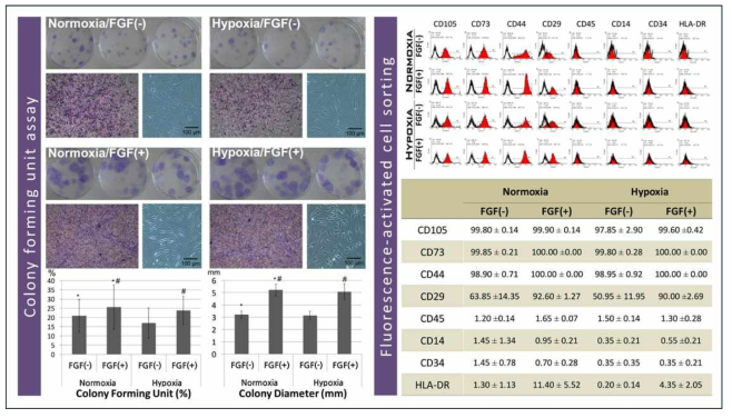 (Colony forming Unit) 산소분압에 관계없이 FGF-2 처치에 의해 colony 형성 숫자와 형성된 직경이 현저히 증가되었음을 확인할 수 있다. surface marker 분석에서 유의한 차이를 볼 수 없었음