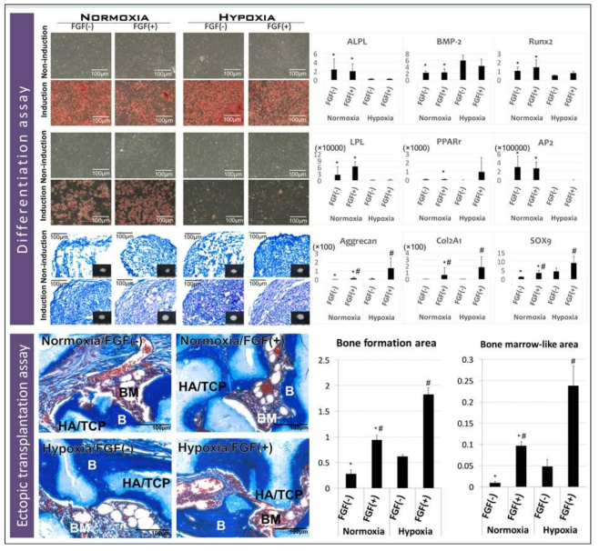 골 및 연골로의 분화는 증가된 것을 확인함. chondroid differentiation이 실험군 에서 유의하게 증가되었으며 이러한 분화 특성 변화에 대한 것은 mRNA 분석에서도 동일한 결과가 도출됨. in vivo ectopic transplantation model을 이용한 조직 재생 분석에서 보다 향상된 bone and bone marrow가 형성되었음