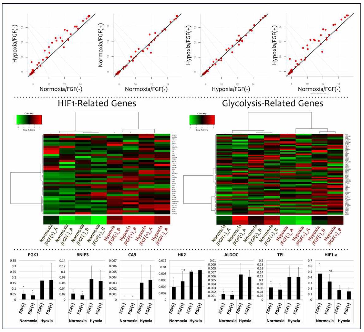 microarray를 통한 gene expression의 변화 결과 Hypoxia와 normoxia간의 변화 양상은 뚜렷하나 FGF2의 처치 효과에 대해서는 유의한 발현 변화를 볼 수 없었음. HIF pathway와 glycolysis와 연관된 gene sets에 근간한 clustering 분석에서 모든 샘플들은 two oxygen levels에 따라 clustering됨. 정량적 PCR 분석에서 대표 HIF 연관 유전자(PGK1, BNIP3, CA9, HK2, ALDOC, TPI and HIF-1a)들의 발현 pattern은 같은 양상을 나타냄