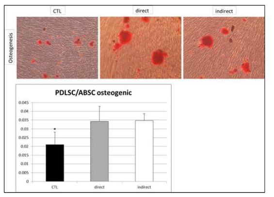PDLSC의 osteogenic potential은 ABMSC와의 공배양 조건에어 유의하게 향상됨. 공배양 조건에 따른 차이는 유의하지 않음