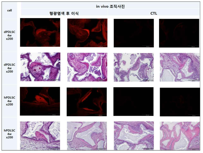 mouse ectopic transplantation model에서 PKH26 형광 dye을 이용하여 dPDLSC와 hPDLSC의 cell tracking을 확인함. 본 data는 4주 data로서 mouse에서 얻어진 결과이지만 dog model에서도 유의한 결과가 도출될 것으로 기대함. H-E 염색과 상응하여 red color의 PKH26 염색 상으로 확인할 수 있음