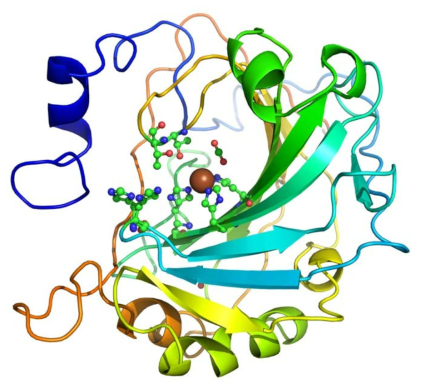 Carbonic Anhydrase 3차원 구조. 탄산 탈수 효소는 활성 부위에 아연 이온(Zn, 회색 볼)을 가지고 있으며, 그 주위에서 이산화탄소가 탄산의 형태로 변환된다