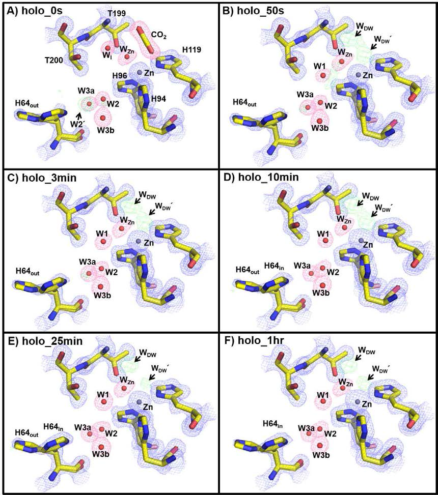 CO2가 빠져나가는 동안 관찰된 탄산탈수효소의 활성부위 변화모습. 포획된 이산화탄소가 두 개의 물분자로 대체가 되며, proton transfer에 관여하는 water network (W1/W2/W3a/W3b)와 His64가 구조적 변화를 겪는 것을 관찰 할 수 있다