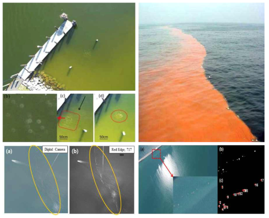 본 연구 책임자가 2011년 미국의 한 해안에서 저고도 원격탐사 시스템으로 관측한 해파리. (상, 좌), 적조 현상의 예시(상,우), 새만금 지역의 모자반 군집(하, 좌) 그리고 해파리 군집(하, 우)