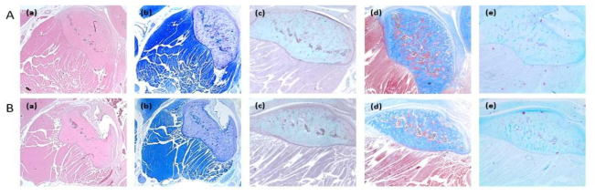 턱관절에 역학적 과부하가 미치는 영향. A, sham; B, 60g 과부하. (a), H (b), TB 염색; (C), Safranin-O 염색; (d), MT염색; (e), Alcian blue 염색