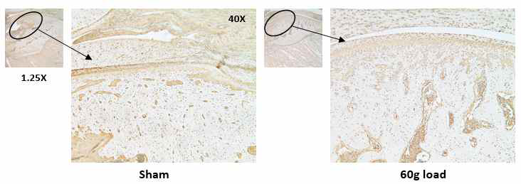 5-mc 항체를 사용한 면역조직화학염색 (1.25x, 40x)