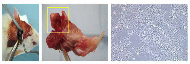 랫드의 하악각 노출 및 턱관절 하악 연골 분리, 분리 후 배양한 연골세포 morphology