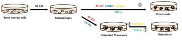 염증 환경에서의 골수 유래 단핵세포 반응 분석. ② 일반적인 환경에서 파골전구세포에서 파골세포로 분화 시 에스트로겐의 효과 ③ 염증물질을 처리한 환경에서 파골전구세포에서 파골세포로 분화 시 에스트로겐의 효과