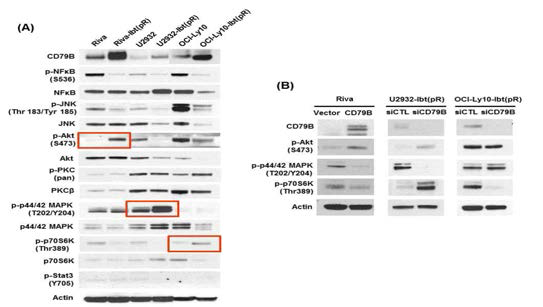 Ibrutinib 내성 세포주에서 BCR 신호전달 기전