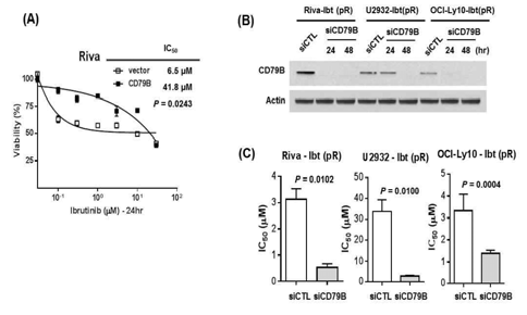 CD79B의 발현 여부에 따른 ibrutinib 반응성 관찰